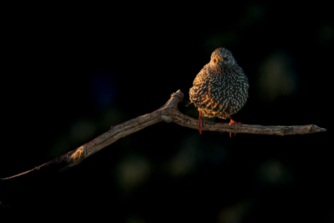 Starling, Hungary